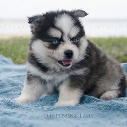"Asher held back for breeder" Pomsky Puppies from Pomsky Lady