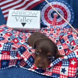 Choc and tan smooth - Chocolate and tan female Dachshund puppy in Spicer, Minnesota from Arrow Valley