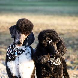 Poodles from Liberty Valley Poodles