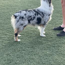 Australian Shepherd Puppies from Canyon Ridge Australian Shepherds
