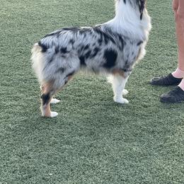 Australian Shepherd Puppies from Canyon Ridge Australian Shepherds