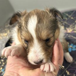 Green - White and sable male Shetland Sheepdog puppy in Fontanelle, Iowa from Jensen Farms Shelties