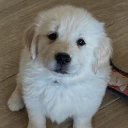 Daisy - Light golden female Golden Retriever puppy in Amarillo, Texas from Bluebonnet Goldens
