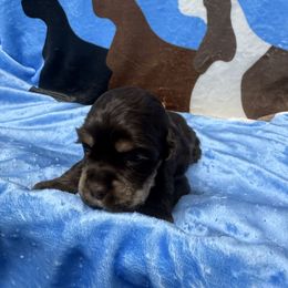 Orange Collar - Brown and tan male Cocker Spaniel puppy in Cleveland, Ohio from Buckeye Country Kennel