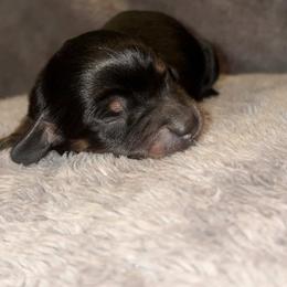 Green Light - Black and cream male Dachshund puppy in Apple Valley, California from Socaldoxies