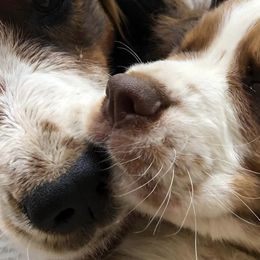 English Springer Spaniels from Poskin Lake Springer Spaniels