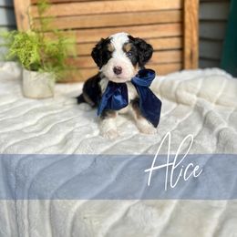 Alice - Tri-color female Bernedoodle puppy in Buda, Illinois from Hamilton Farm Doodles