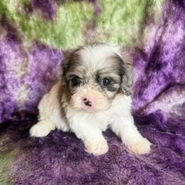 Marietta - Merle female Cavapoo puppy in Knoxville, Tennessee from Rocky Top Cavapoos