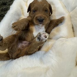 Goldendoodle and Maltipoo Puppies from Jessica's Maltipoo and Goldendoodle