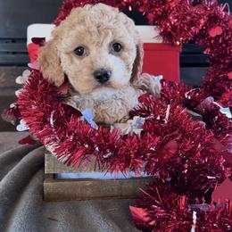 Pearl - Red female Cockapoo puppy in Connersville, Indiana from MoonShine Babies