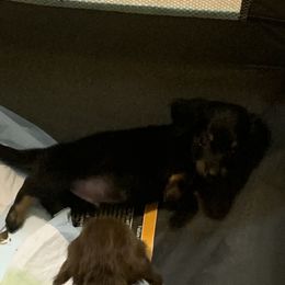 Dachshund Puppies from L & A Dachshunds