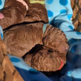 Blue Collar - Red  male Goldendoodle puppy in Auburn, Kansas from Puppy Paradise:  English Mastiff Puppies & Standard Goldendoodle Puppies
