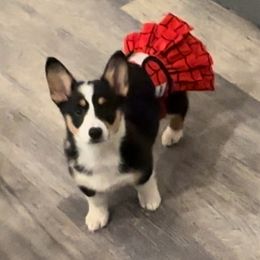 Pembroke Welsh Corgi Puppies from Promise Land Farm