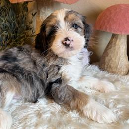 Boy 4 - Merle male Bernedoodle puppy in Perryville, Maryland from Heavenly Heritage Dachshunds and Doods