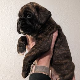 Boxer Puppies from Bellbox German Boxers