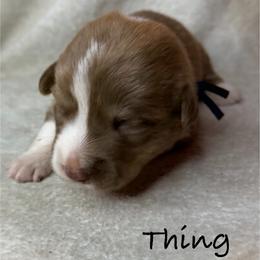 Thing - Liver and white male American Corgi puppy in Grants Pass, Oregon from KnR Antler Dogs ~ Labrador Retrievers & Corgis