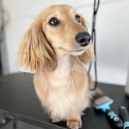 Dachshunds and Miniature American Shepherds from Long Dog Inc.
