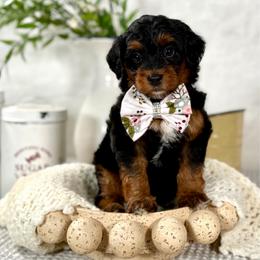 Pink girl - Phantom female Bernedoodle puppy in Waukesha, Wisconsin from Bernedoodle Boutique (and Cavapoos)