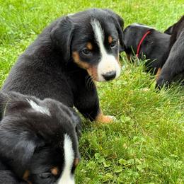 Appenzeller Sennenhund Puppies from HussarRidge