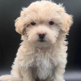 Mufasa - Cream male Maltipoo puppy in Georgia/Florida, Florida from Fiesta Pups
