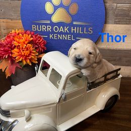 Thor - Golden male Golden Retriever puppy in Kimberly, Idaho from Burr Oak Hills Kennel