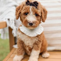 Victoria - Red  female Goldendoodle puppy in Iola, Texas from Supreme Doodles of Texas