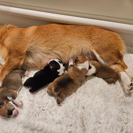 Pembroke Welsh Corgi puppies from Montana Corgi Corral