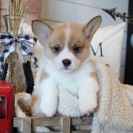 Pembroke Welsh Corgi Puppies from Rhone River Farm Pembroke Welsh Corgis