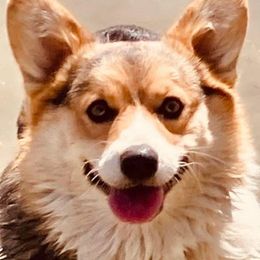 Pembroke Welsh Corgi Puppies from Boehm’s Pembroke corgis