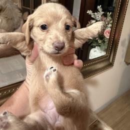 IGGY - Red female Dachshund puppy in Ville Platte, Louisiana from Cajun Pawfection