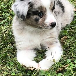Miniature Australian Shepherd Puppies from Arch Hill Mini Aussies