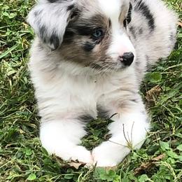 Miniature Australian Shepherd Puppies from Arch Hill Mini Aussies