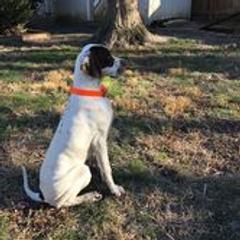 Basenjis, German Wirehaired Pointers, and Pointers from Mountain View Kennel