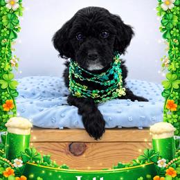 Jett - Black male Goldendoodle puppy in Rising Sun, Indiana from Ruby Lane Doodles
