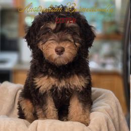 Otter - Tri-color male Bernedoodle puppy in Milton, Florida from Sutton Place Doodles