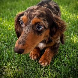 Emslei - Dachshund