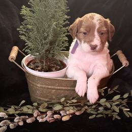 Purple boy-Freddie - Orange and white male Brittany puppy in Chehalis, Washington from Black River Brittany’s