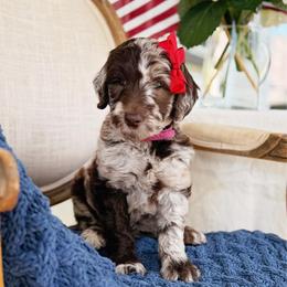 Elenor - Merle female Goldendoodle puppy in Nashville, Tennessee from Hilton Doodles