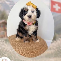 Swiss - Tri-color female Bernedoodle puppy in Canton, Georgia from Teddy Puppies