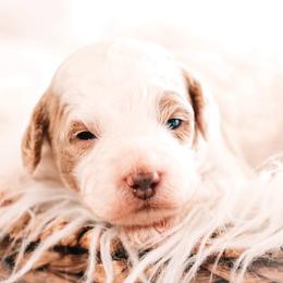 Patch - Parti male Goldendoodle puppy in Lima, Ohio from Hommel’s Mini Darling Doodles