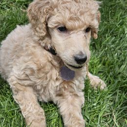 Tickets - Cream Poodle puppy in Mcbain, Michigan from Northern Creek