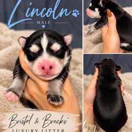 Lincoln - Black and white male Pomsky puppy in Philadelphia, Missouri from Mississippi River Pomskies
