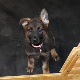 Pink female - Sable female German Shepherd puppy in Rice Lake, Wisconsin from Inferno Shepherds