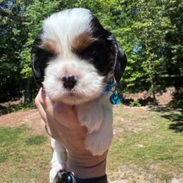 Male 1 - Black white and tan male Cocker Spaniel puppy in Greensboro, North Carolina from Cochran Spaniels