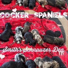 Cocker Spaniels and Miniature Schnauzers from Smith’s Schnauzer Den