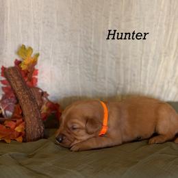Hunter - Dark golden male Golden Retriever puppy in Fruitland, Idaho from Bethel Retrievers