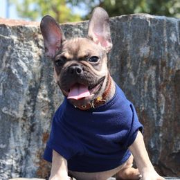 French Bulldogs from Mile High Puppies