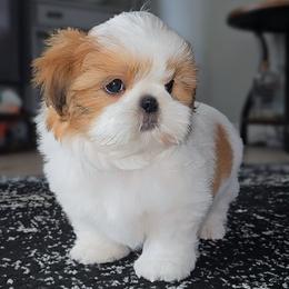 THEO - Red and white male Shih Tzu puppy in Las Vegas, Nevada from Beirin Breige Shih Tzus