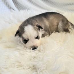Koda - Gray and white male Siberian Husky puppy in Hebron, Kentucky from Glacier Run Huskies