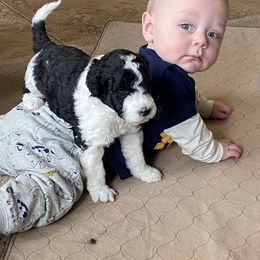 Portuguese Water Dog puppies from Wynsumly
